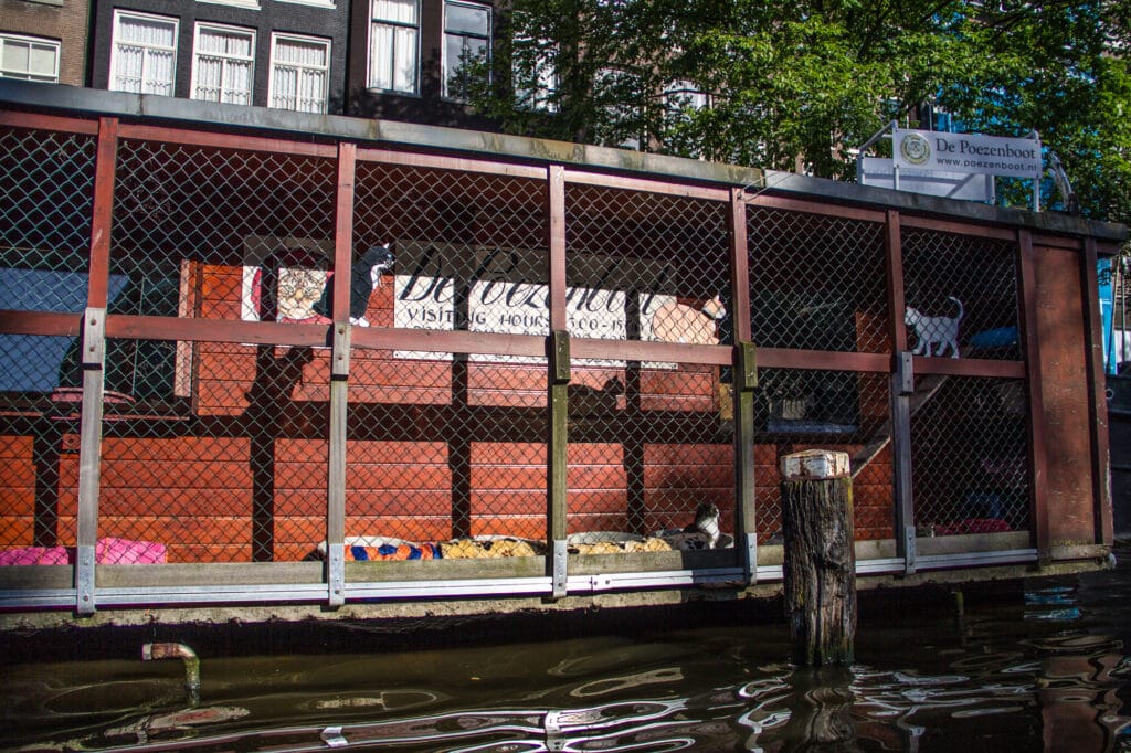 Cat House in Amsterdam