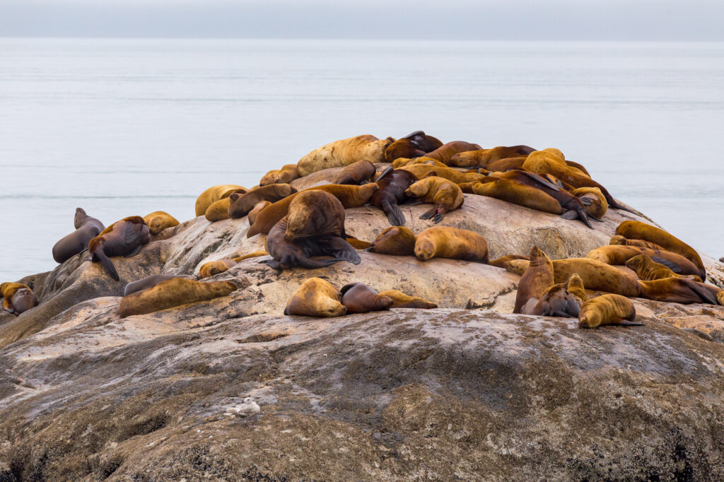 Sea Lions atop a rock near South Marble Island in Glacier Bay National Park near Gustavus, Alaska