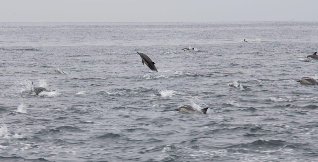 Common Dolphins