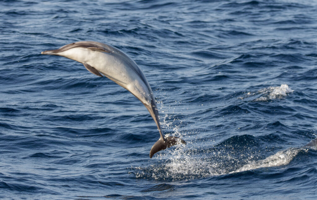 Dolphin Jumping