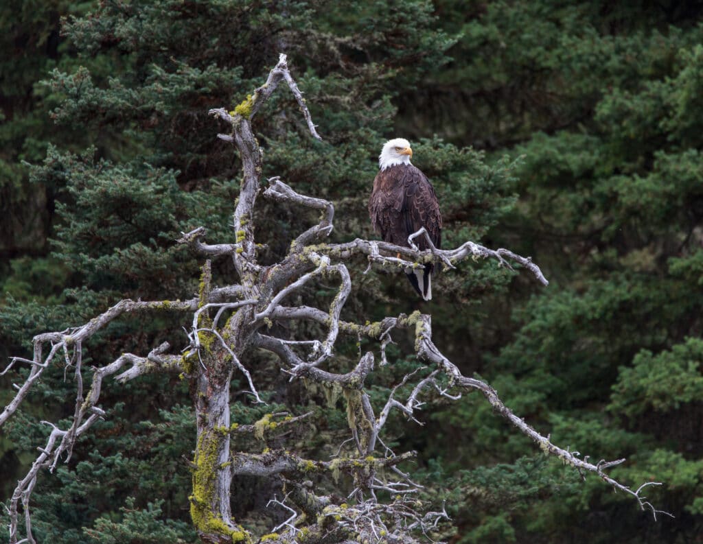 Bald Eagle