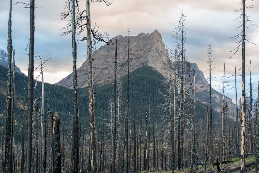 Little Chief Mountain in the background