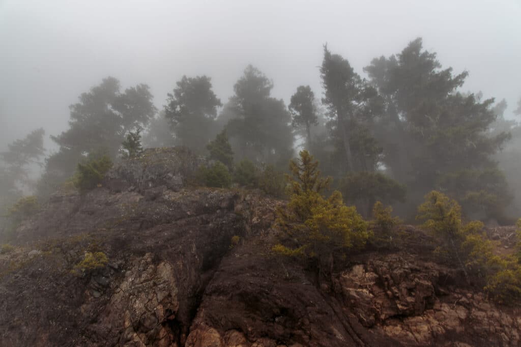 Foggy Trees