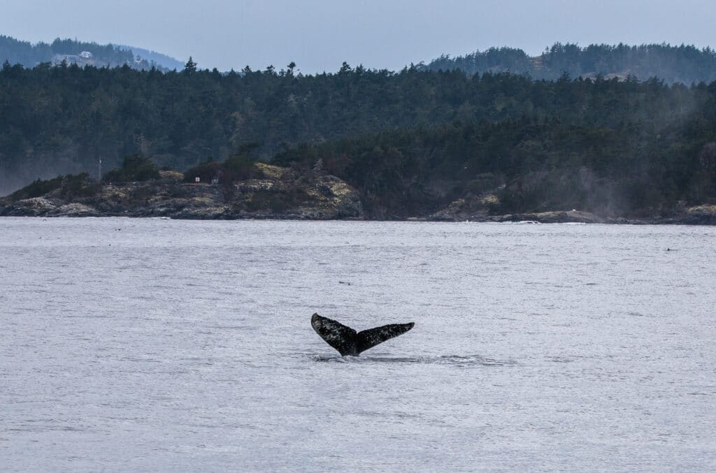 Whale Tail