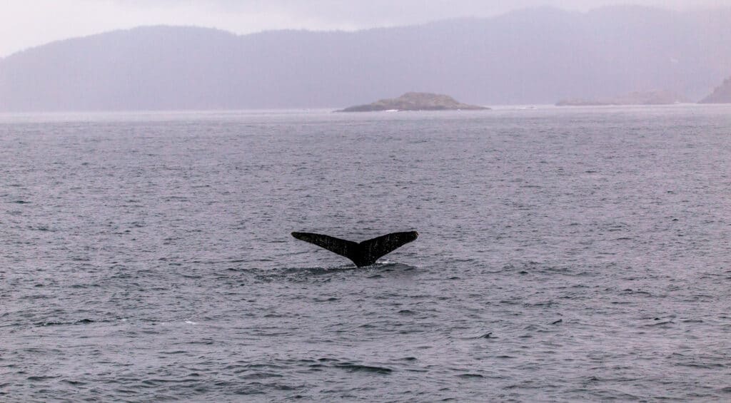 We headed off to find other whales at this point