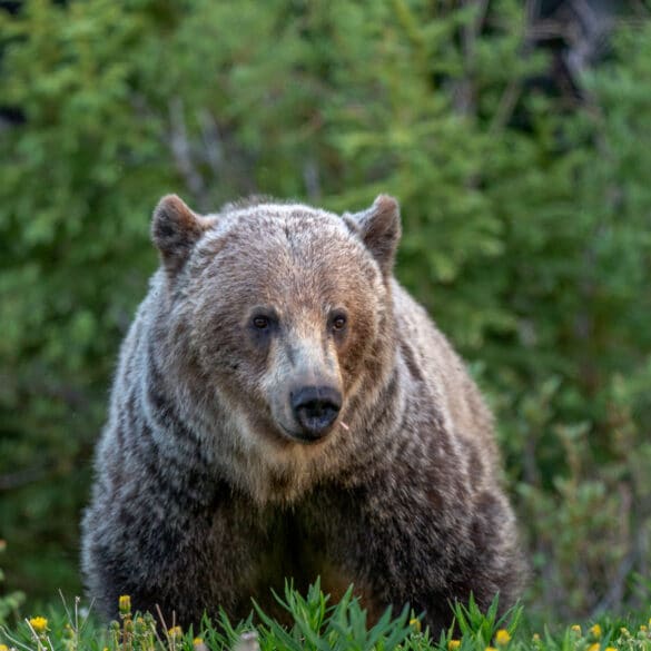 A Grizzly Bear along highway 40 in Peter Lougheed Provincal Park