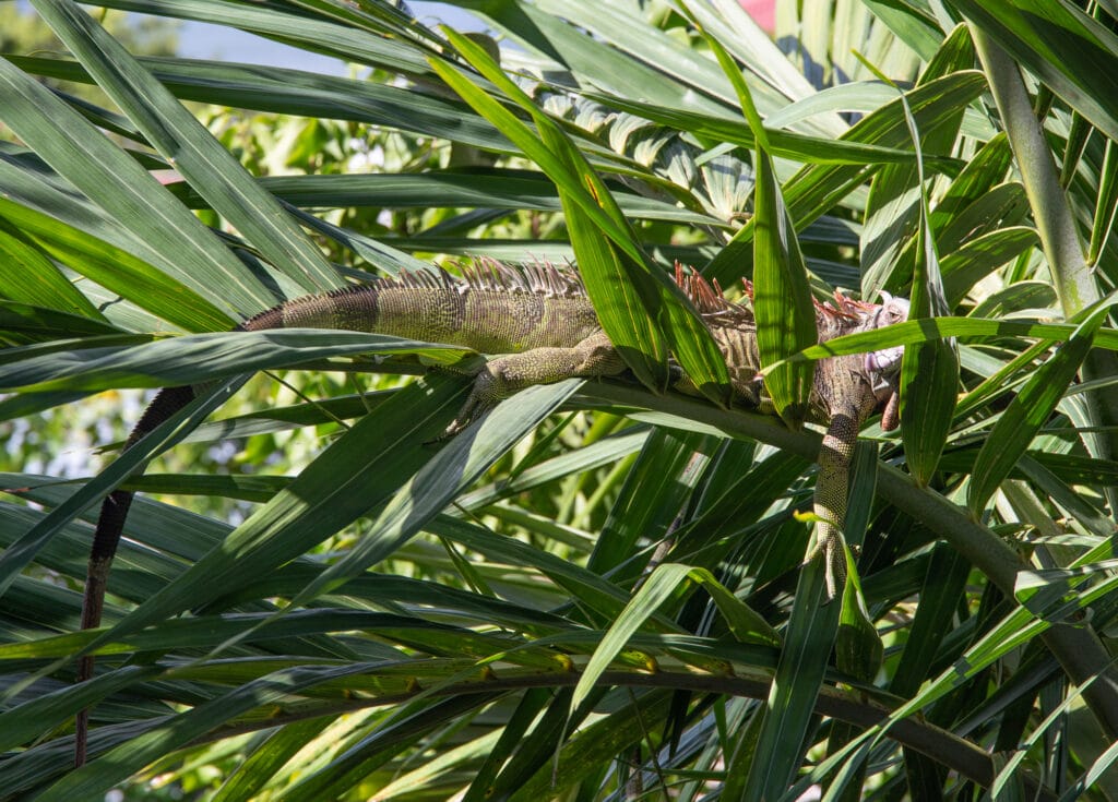 Iguana