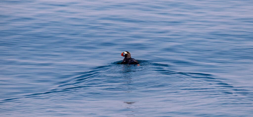 A Puffin in the San Juan Islands