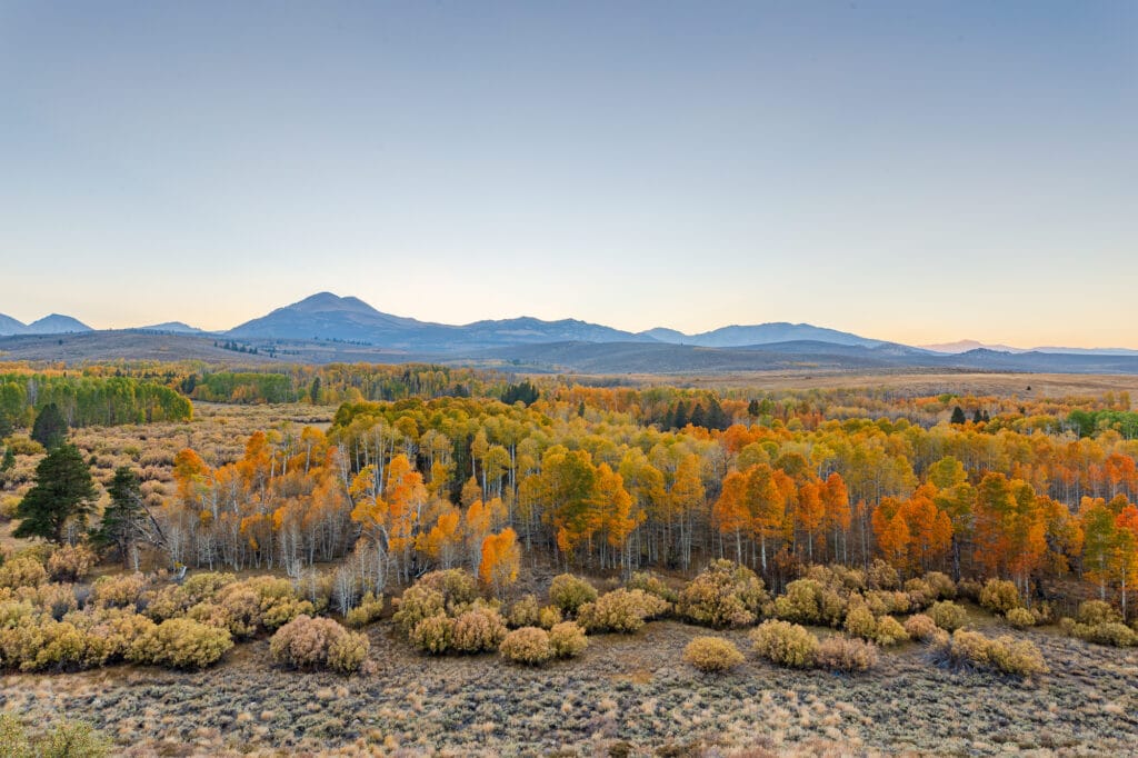 Fall colors near Mono City, California