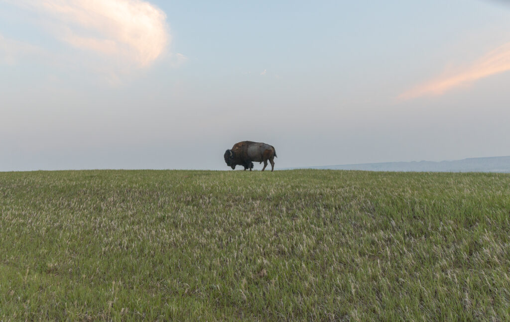 Buffalo on a Hill