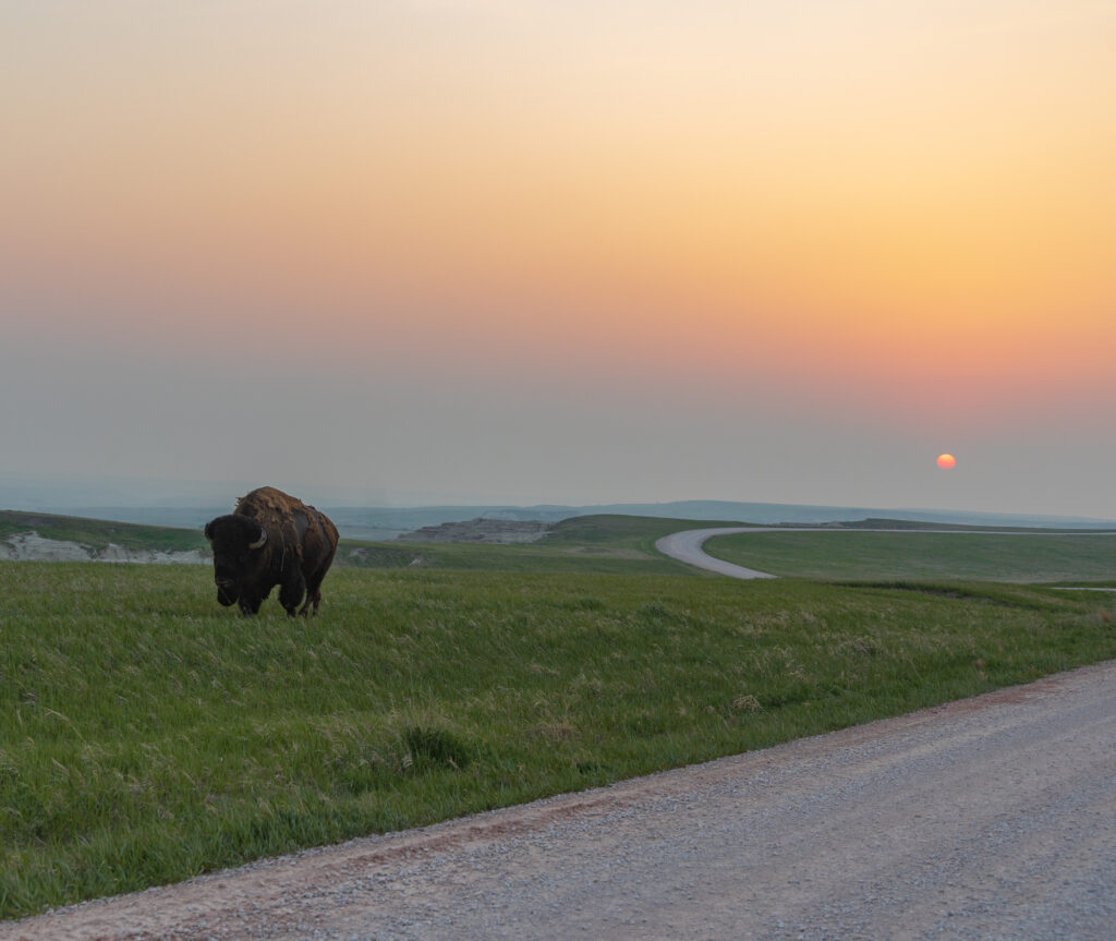Sunset Buffalo