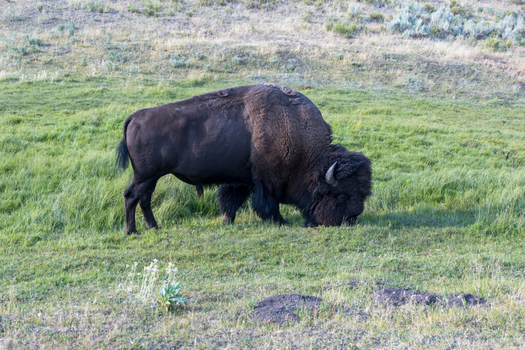 American Bison in Yellowstone