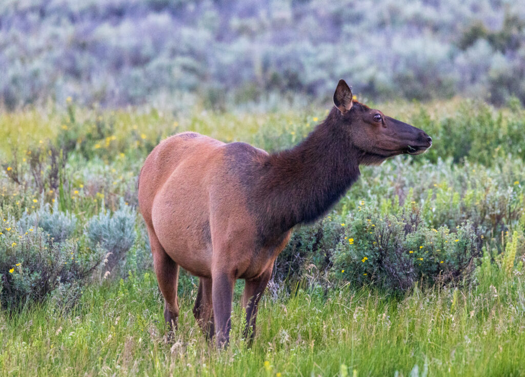 Elk