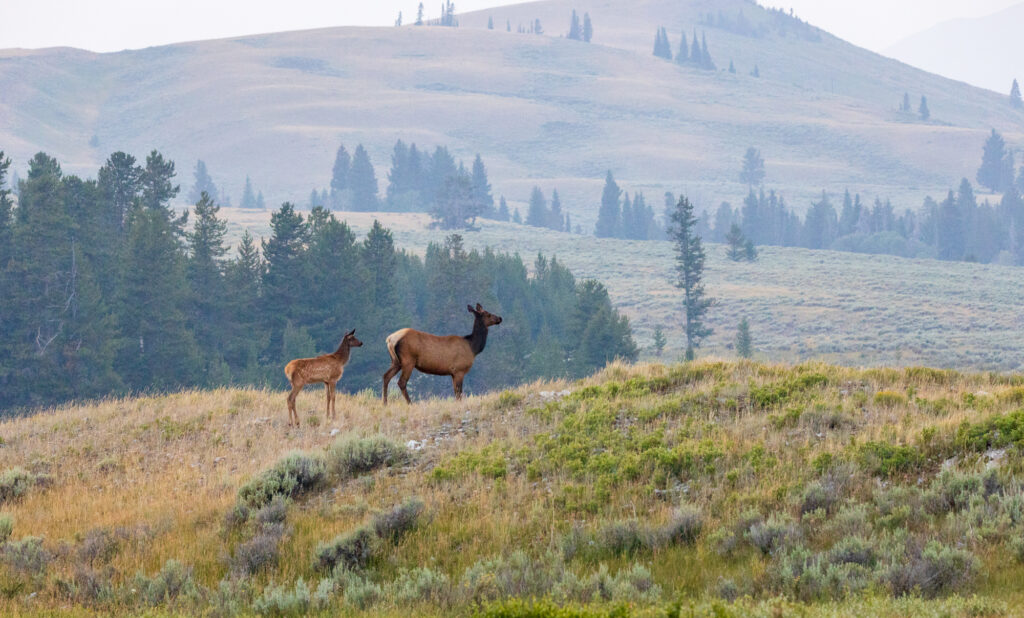 Elk atop a hill