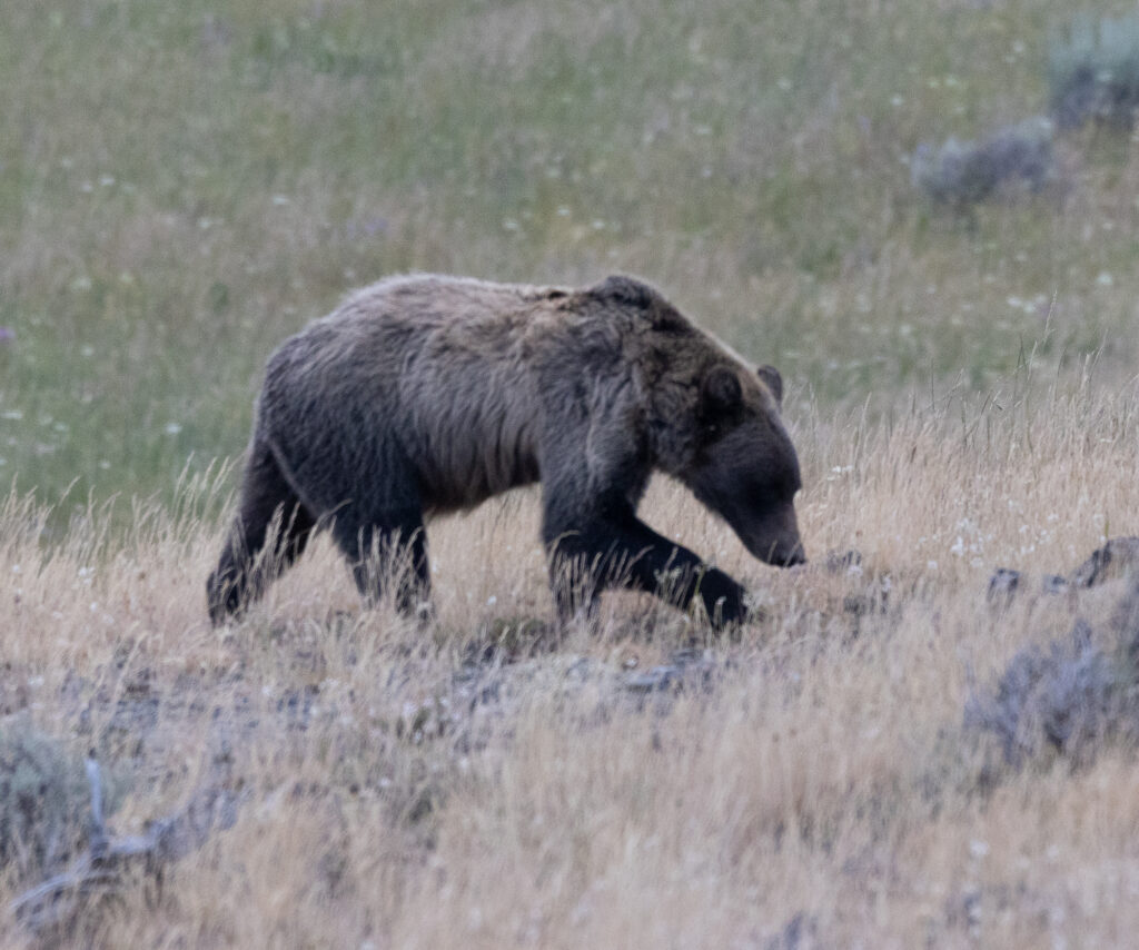 Grizzly Bear in Yellowstone