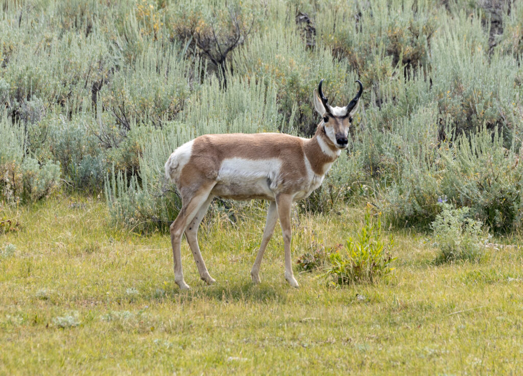 Pronghorn Antelope