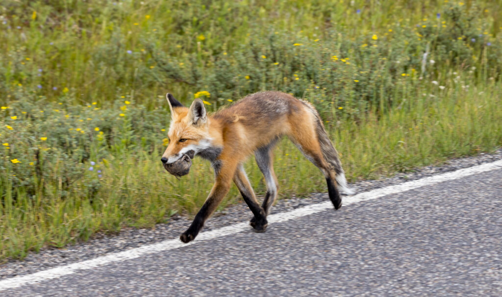 Red Fox