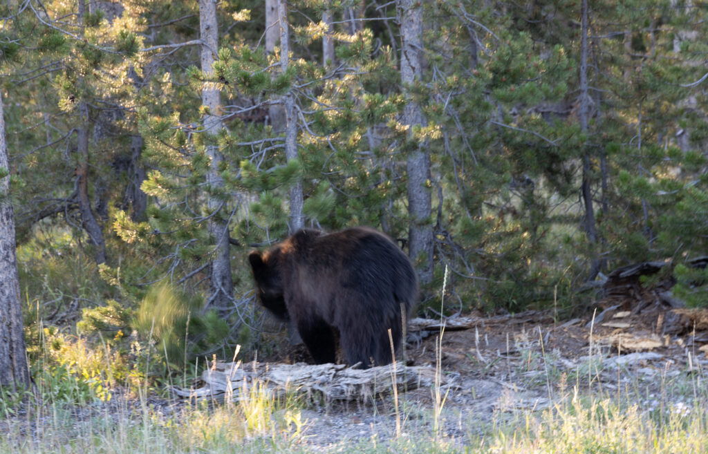 Yellowstone Black Bear