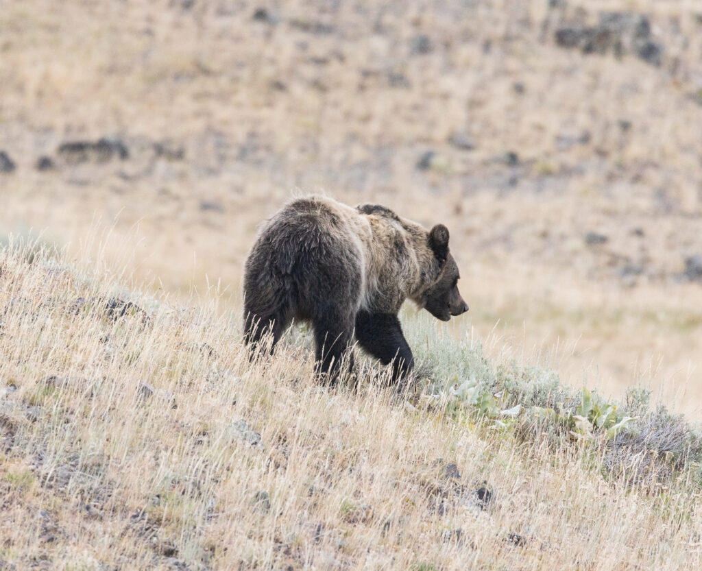 Yellowstone Grizzly Bear