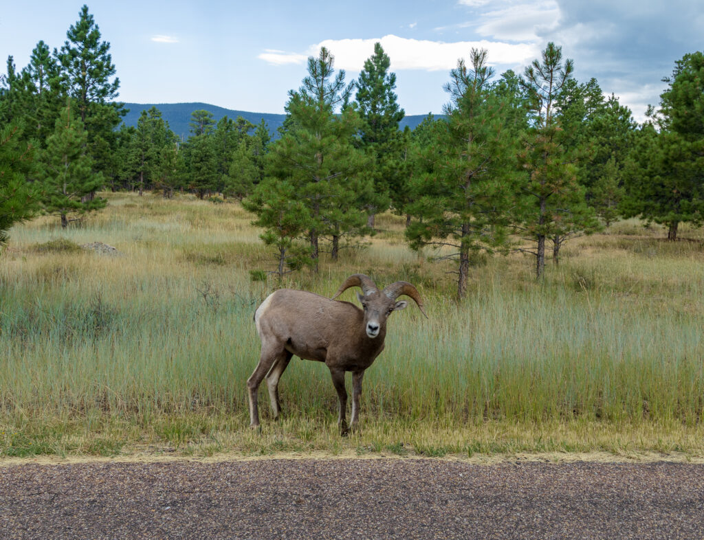 Colorado Big Horn Sheep